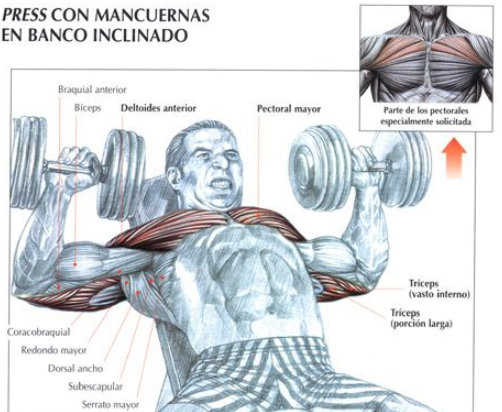 el press inclinado o superior con mancuernas